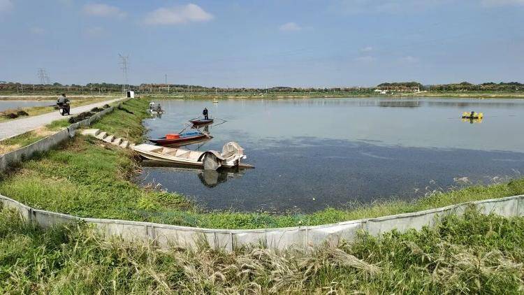 武漢江夏一地大閘蟹大量上市<strong></p>
<p>西鳳酒
</strong>，日產(chǎn)1000斤當(dāng)天售完，每只螃蟹有自己的“身份證”，吃深海小黃魚長大:西鳳酒
