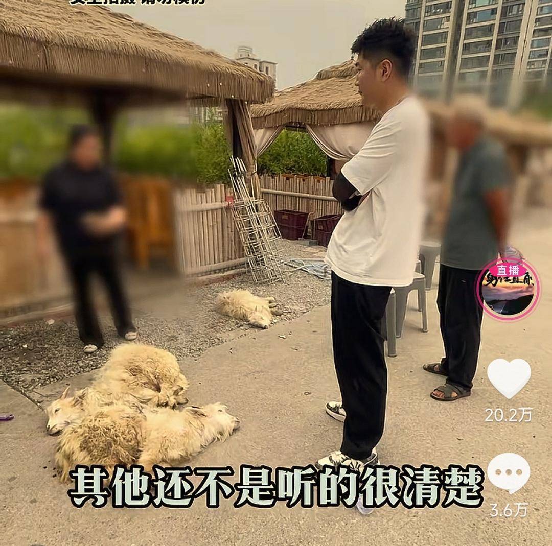 60斤活羊?qū)嶋H只有30多斤<strong></p>
<p>西鳳酒
</strong>！博主打假重慶兩家烤全羊店獲“退一賠三”:西鳳酒
