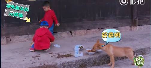 《爸爸去哪兒4》9年未解之謎破案<strong></p>
<p>西鳳酒
</strong>！沙溢承認(rèn)吃了狗吃過(guò)的面：發(fā)燒三天:西鳳酒
